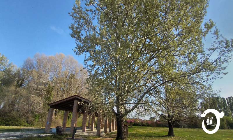 Padova Noventa Padovana, Saonara, Tombelle, Vigonovo corsi di Tai Chi, Bagua Zhang, QiGong, DaoYin, Ginnastica posturale e ginnastica del benessere e antalgica.